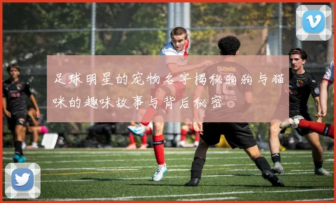 足球明星的宠物名字揭秘狗狗与猫咪的趣味故事与背后秘密